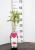 Himbeere Meeker® Rubus idaeus