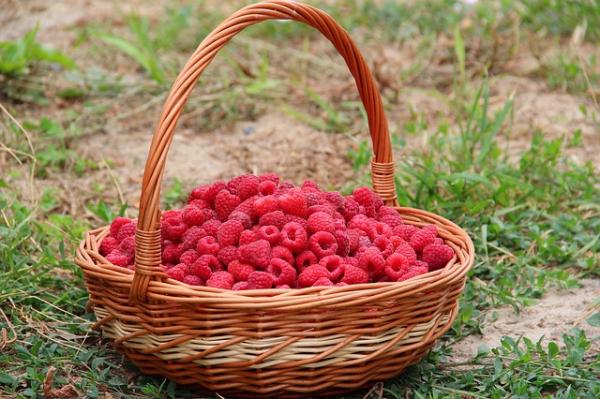 Himbeere Meeker® Rubus idaeus