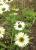 Sonnenhut Echinacea - purpurea Virgin ®