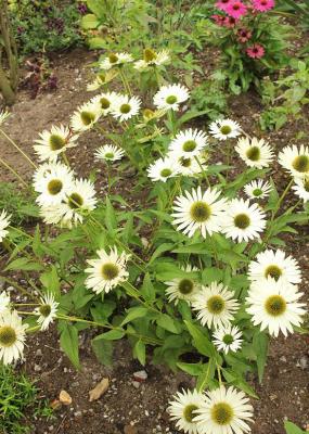 Sonnenhut Echinacea - purpurea 'Virgin' ®