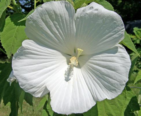 Garteneibisch 'Totus Albus' - Hibiscus syriacus