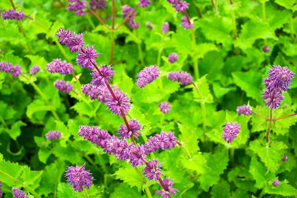 Salbei Salvia  - verticillata 'Purple Rain'