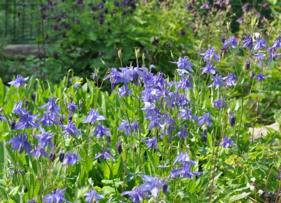 Akelei Aquilegia - alpina