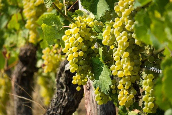 Weinrebe Vitis Witte van der Laan Vitis