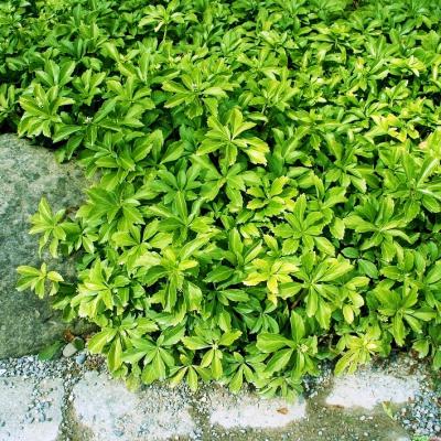 Dickmännchen Dickanthere Pachysandra - terminalis 'Compacta'