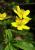 Gelbes Buschwindröschen Anemone - ranunculoides (giftige Pflanze)