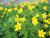 Gelbes Buschwindröschen Anemone - ranunculoides (giftige Pflanze)