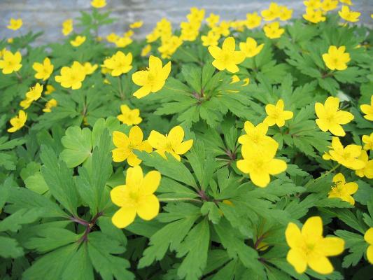 Gelbes Buschwindröschen Anemone - ranunculoides (giftige Pflanze)