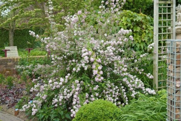 Deutzie 'Mont Rose' - Deutzia Hybride