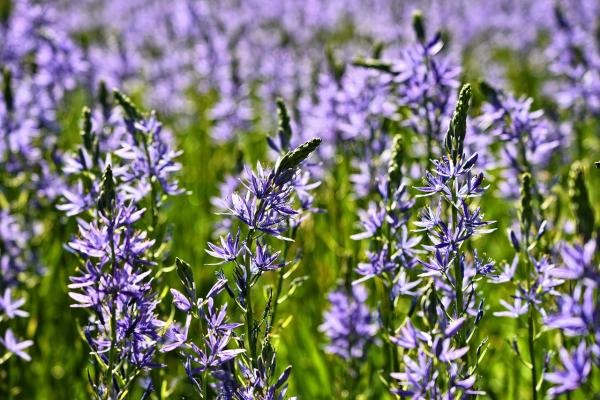 Gewöhnliche Prärielilie -  Camassia cusickii