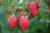 Himbeere 'Autumn Bliss' Rubus idaeus