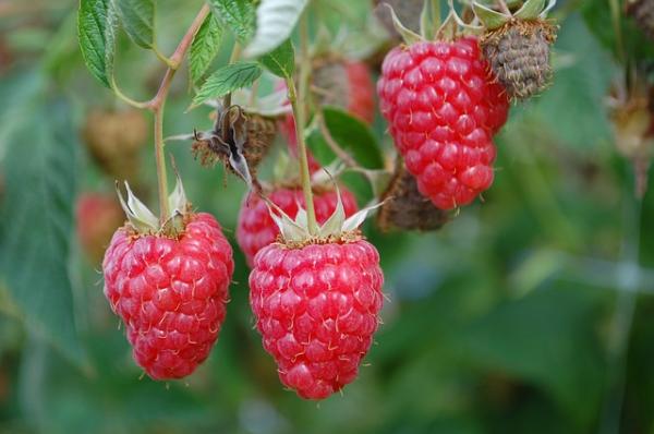 Himbeere 'Autumn Bliss' Rubus idaeus