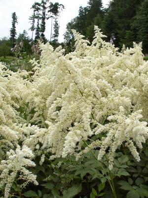 Prachtspiere Astilbe  - x arendsii 'Brautschleier'