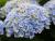 Magical Revolution® blue Hortensie