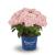 Magical Revolution® blue Hortensie