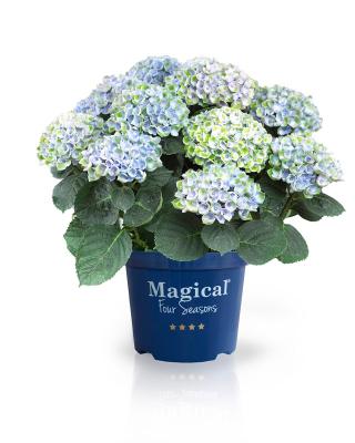 Magical Revolution® blue Hortensie