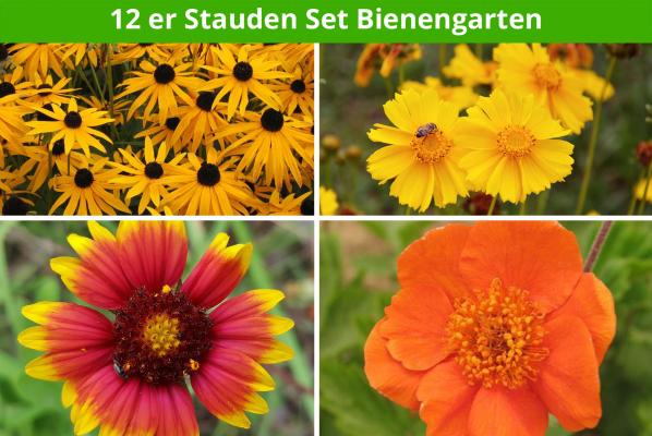 12 er Stauden Set Bienengarten