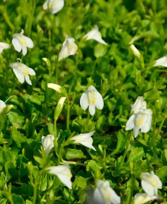 Lippenmäulchen weiss Mazus reptans