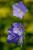 Glockenblume Campanula - persicifolia 'Grandiflora' Coerulea