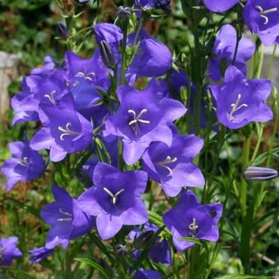 Glockenblume Campanula - persicifolia 'Grandiflora' Coerulea