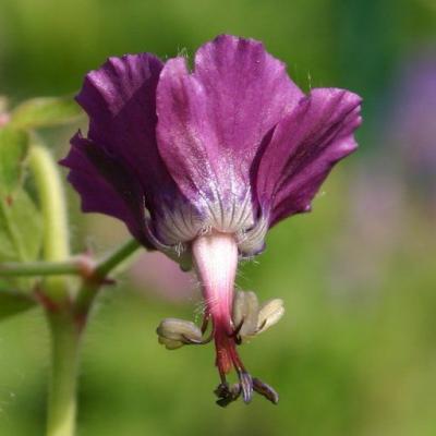 Storchenschnabe Geranium - phaeum 'Golden Spring'