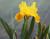 Schwertlilie Iris - x barbata-nana 'Gleaming Gold'