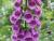 Fingerhut Digitalis  - purpurea