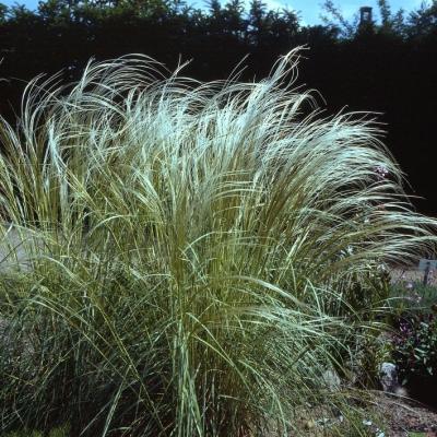 Stipa ( Federgras ) - pennata