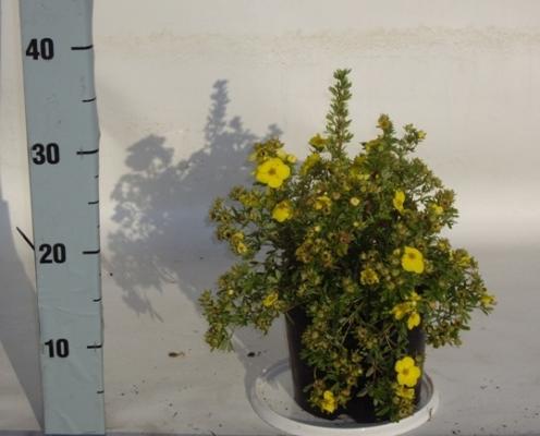 Fingerstrauch Potentilla 'Kobold' XL