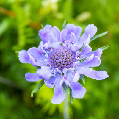 Skabiose Scabiosa  - caucasica 'Perfecta'