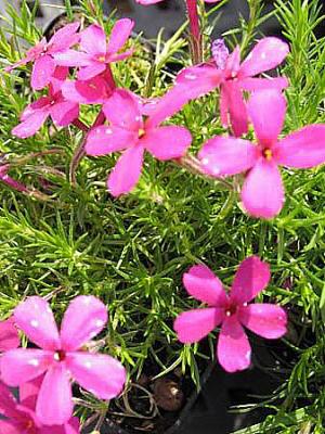 Flammenblume Phlox - douglasii 'Cracker Jack'