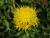 Gelbe Riesen-Flockenblume Centaurea - montana