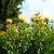 Gelbe Riesen-Flockenblume Centaurea - montana