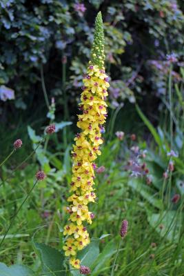 Königskerze Verbascum  - olympicum