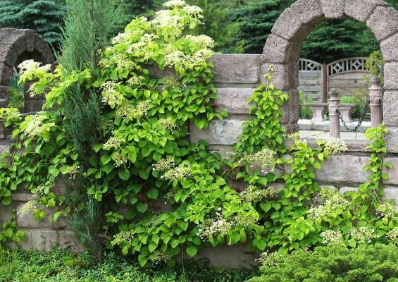 Kletterhortensie - Hydrangea petiolaris