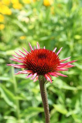 Sonnenhut Echinacea - purpurea 'Sunrise' ®