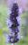 Duft Nessel Agastache - rugosa 'Black Adder'