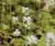 Schaumblüte Tiarella  - cordifolia 'Wieting'