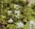 Schaumblüte Tiarella  - cordifolia Wieting