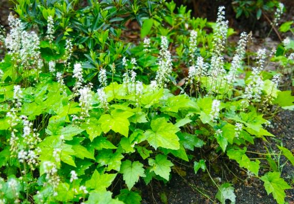 Schaumblüte Tiarella  - cordifolia 'Wieting'