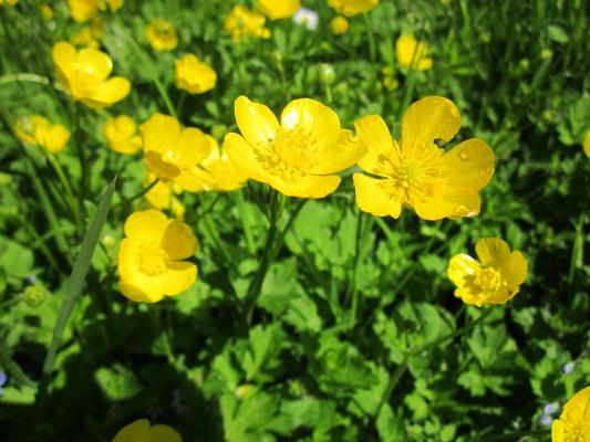 brennender Hahnenfuß Ranunculus flammula