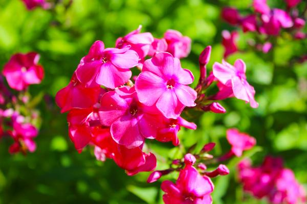 Flammenblume Phlox - paniculata 'Kirchenfürst'