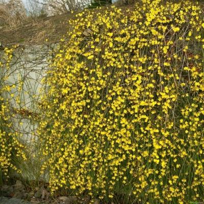 Winterjasmin- Jasminum nudiflorum