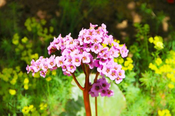 Bergenie  - cordifolia