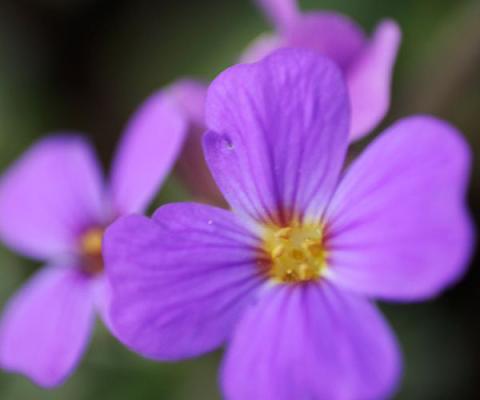 Blaukissen Aubrieta - x cultorum 'Silberrand'*