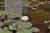 Seerose weiß Nymphaea alba