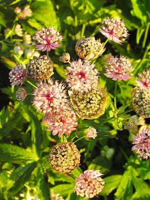 Große Sterndolde Astrantia - major 'Rosensinfonie'