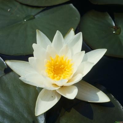 Seerose Nymphaea 'Marliacea Albida'