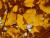 Hainbuche Weißbuche Hecke - Carpinus betulus Wurzelnackt, 3 jährig 100/+ cm
