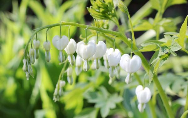 Herzblume Dicentra - spectabilis 'Alba' (giftige Pflanze!)